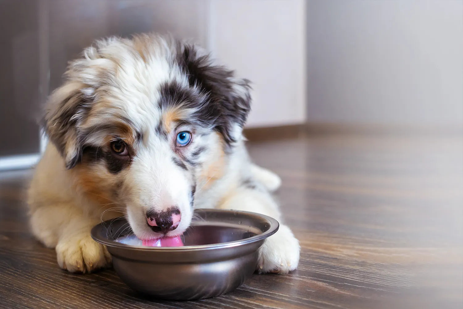 Hund dricker vatten från skål